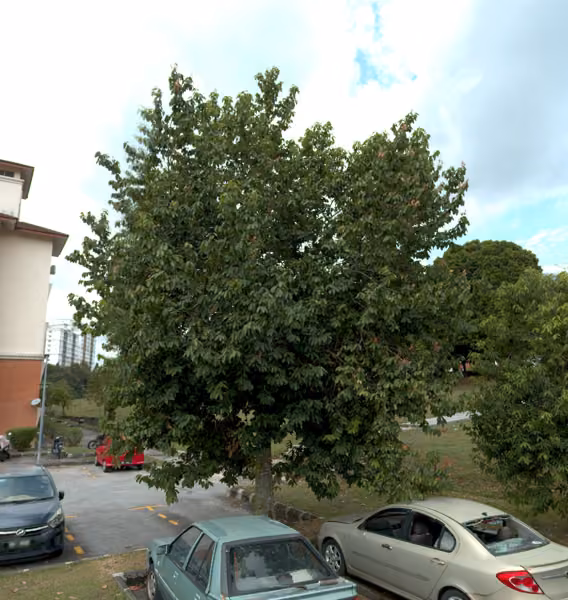 tree photo