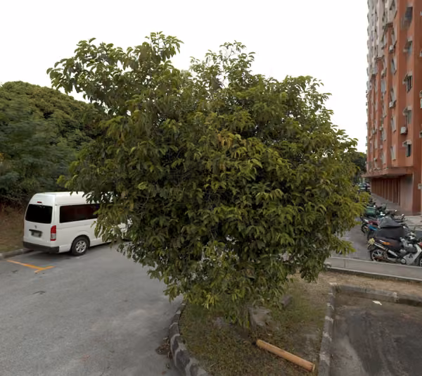 tree photo