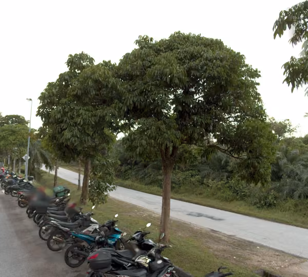 tree photo