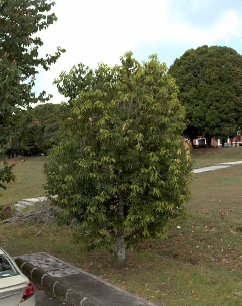tree photo
