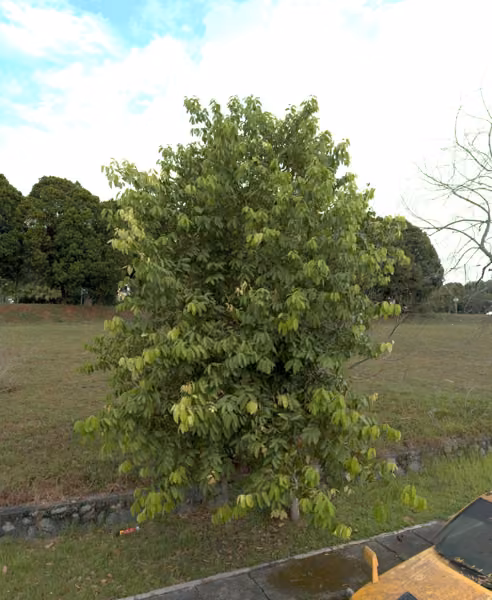 tree photo