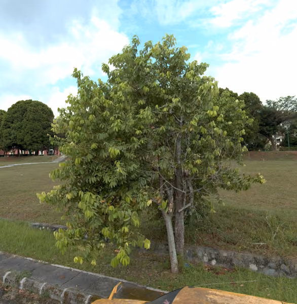 tree photo