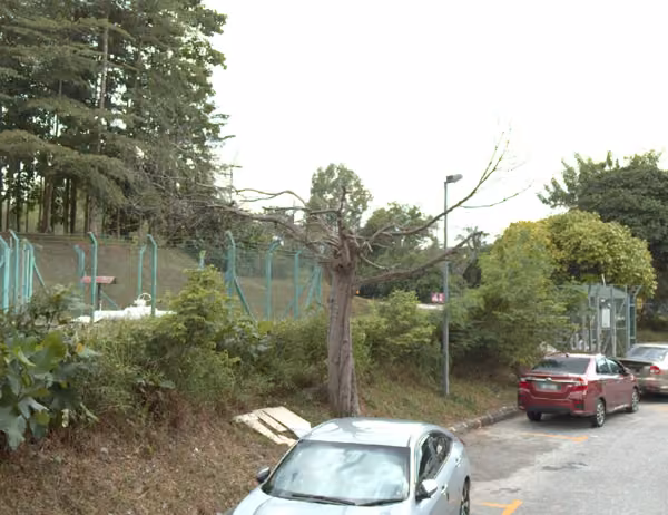 tree photo