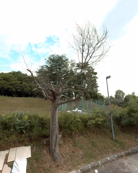 tree photo