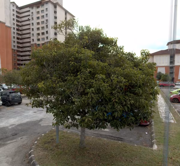 tree photo