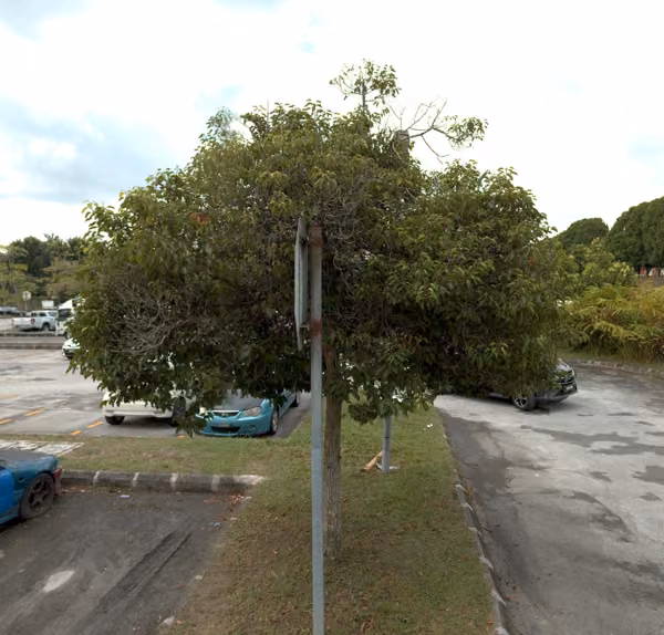 tree photo