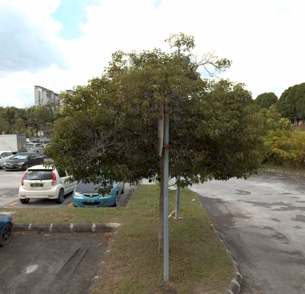 tree photo