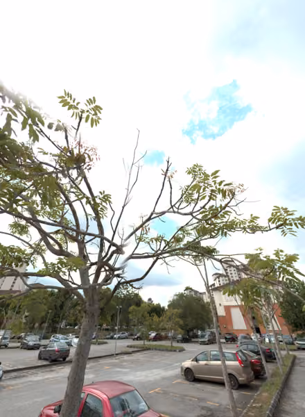 tree photo