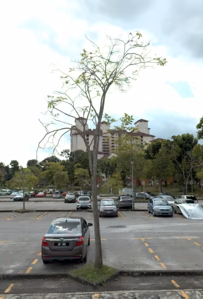 tree photo