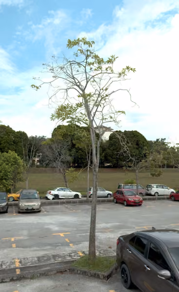 tree photo