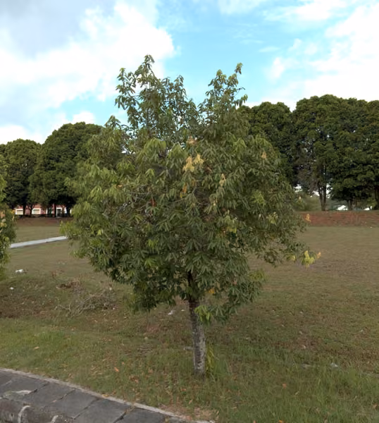 tree photo