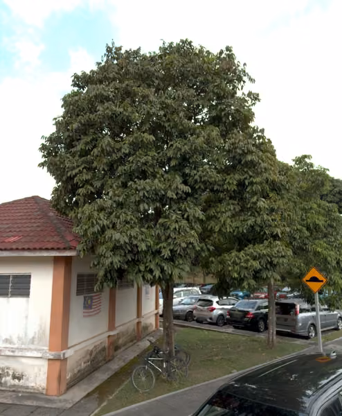 tree photo