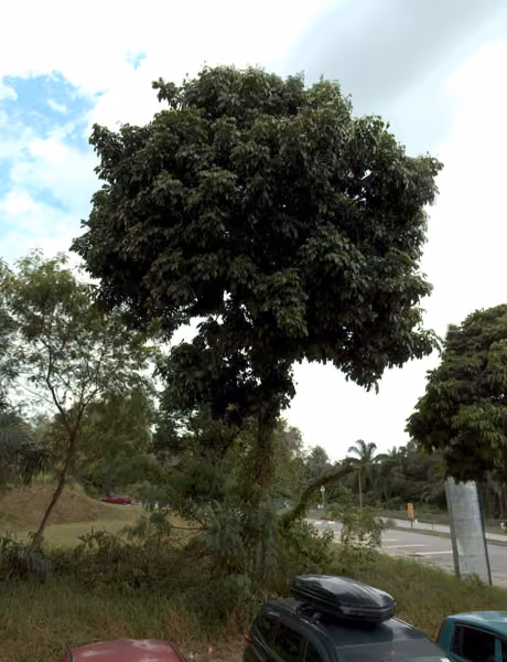 tree photo