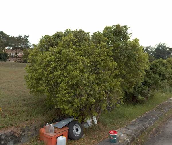 tree photo