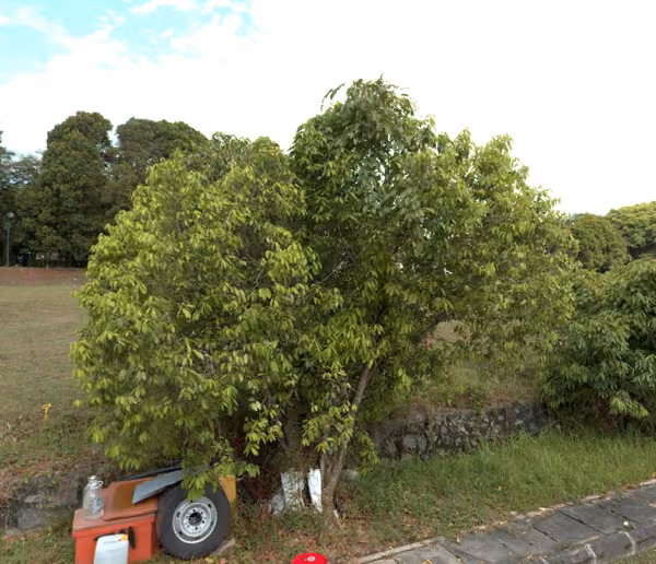 tree photo