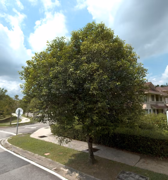 tree photo