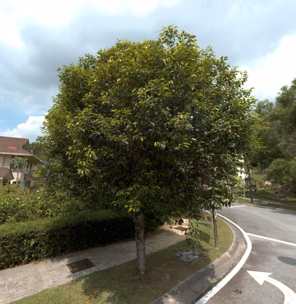tree photo