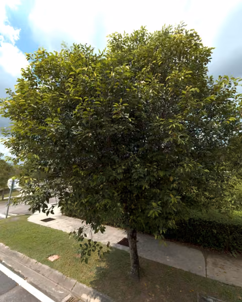 tree photo