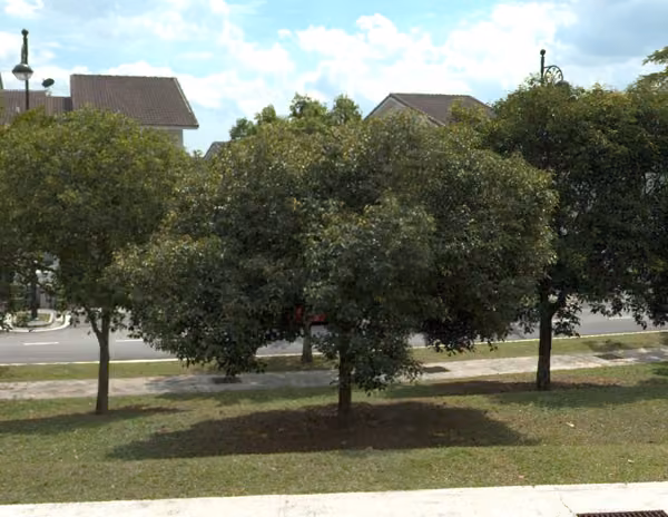 tree photo