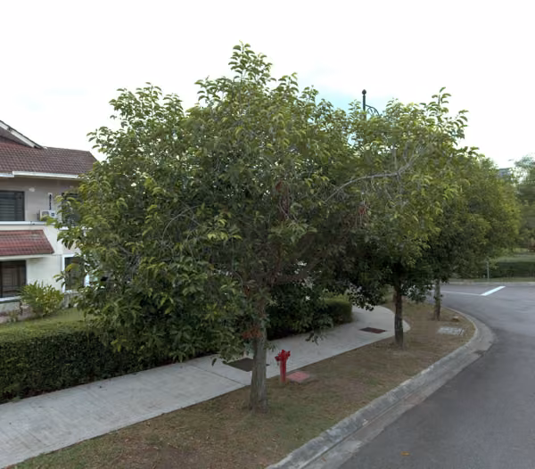 tree photo