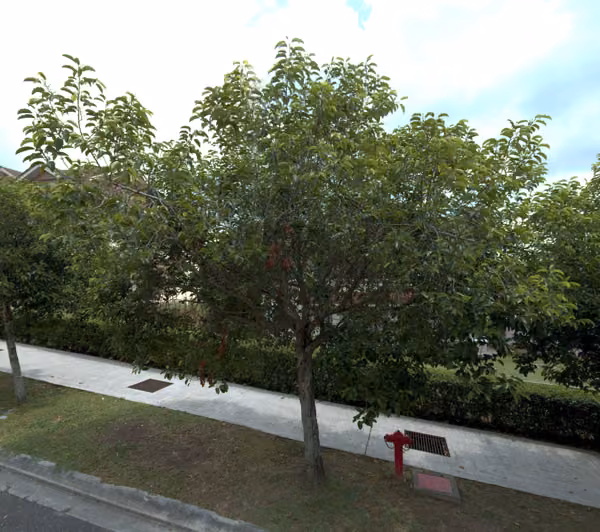 tree photo