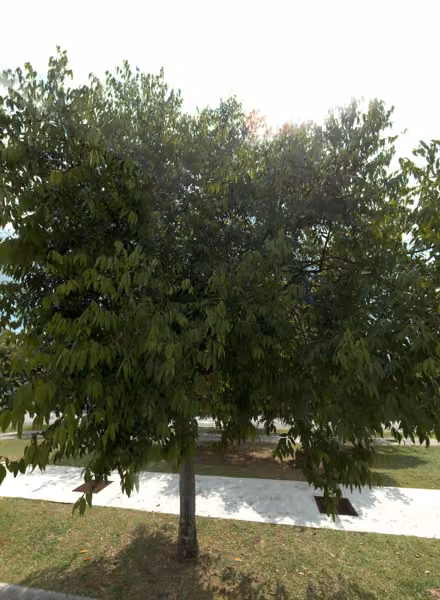 tree photo