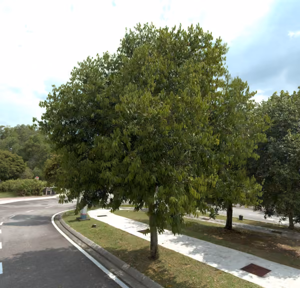 tree photo