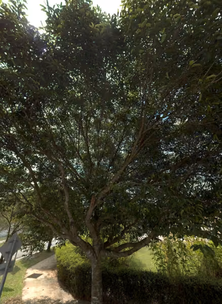 tree photo
