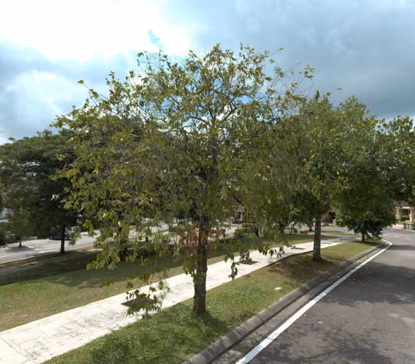 tree photo