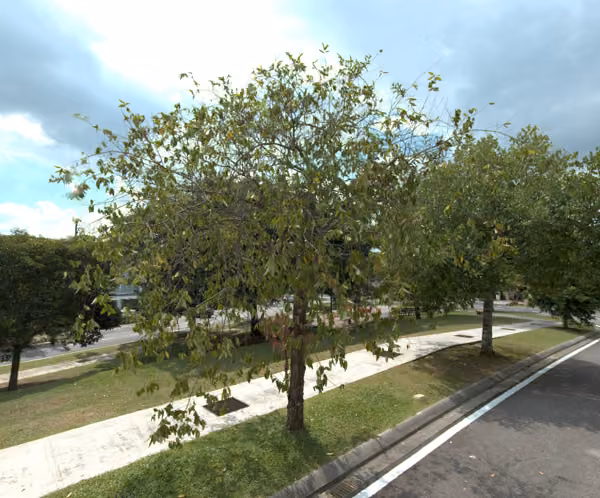 tree photo