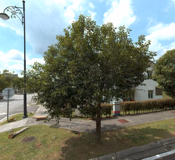 tree photo