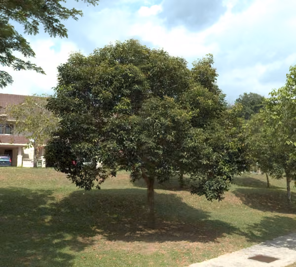 tree photo