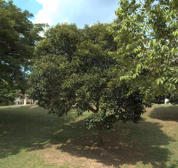 tree photo