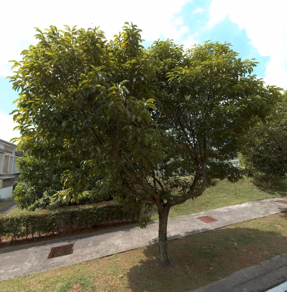 tree photo