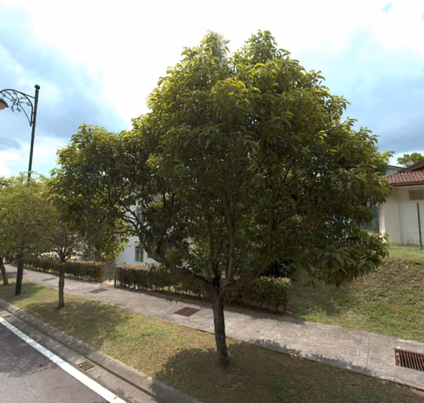 tree photo