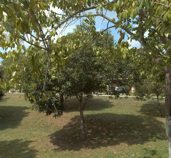 tree photo