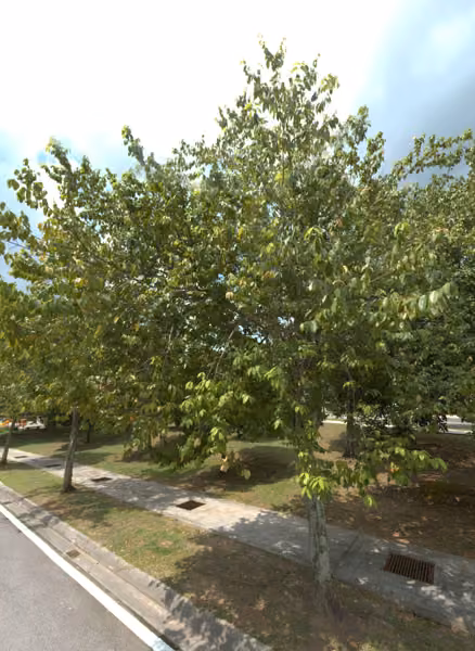 tree photo