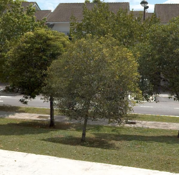 tree photo