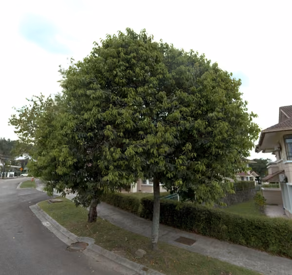 tree photo