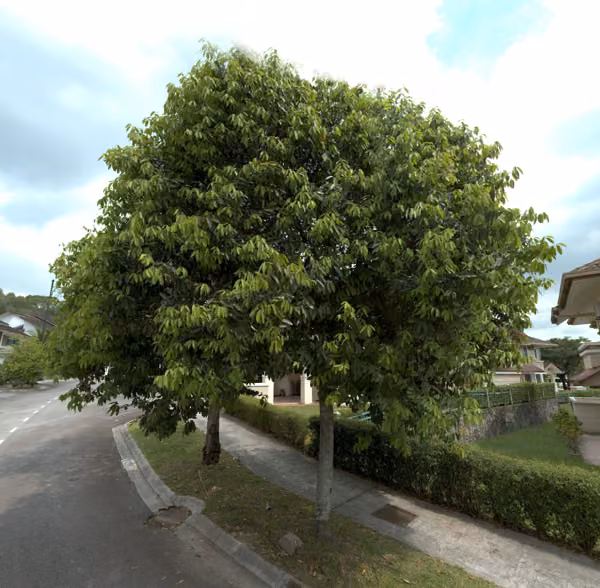 tree photo