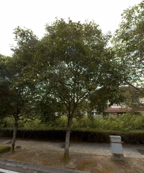 tree photo