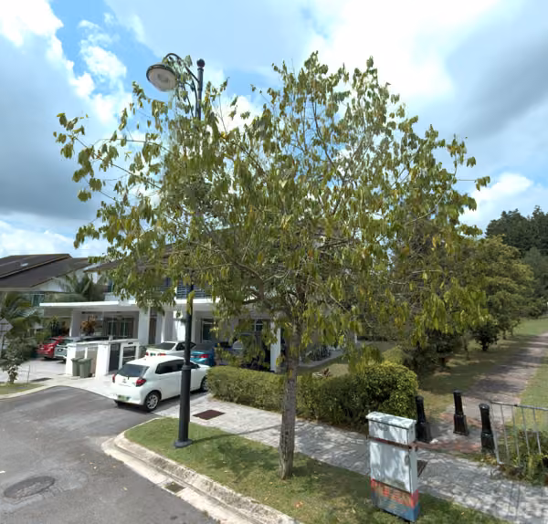 tree photo