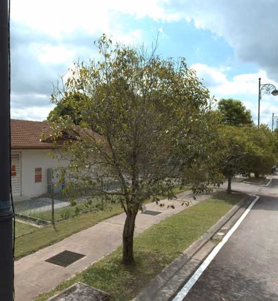 tree photo