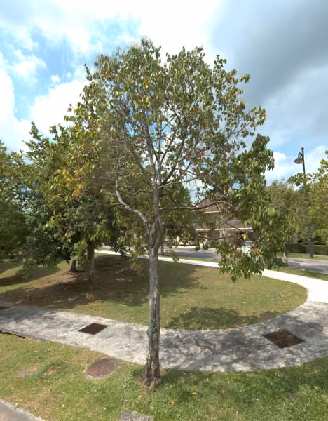 tree photo