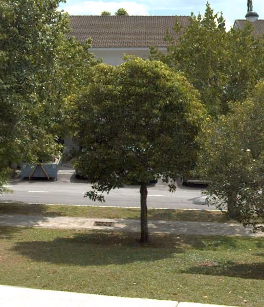 tree photo