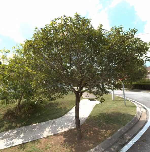 tree photo