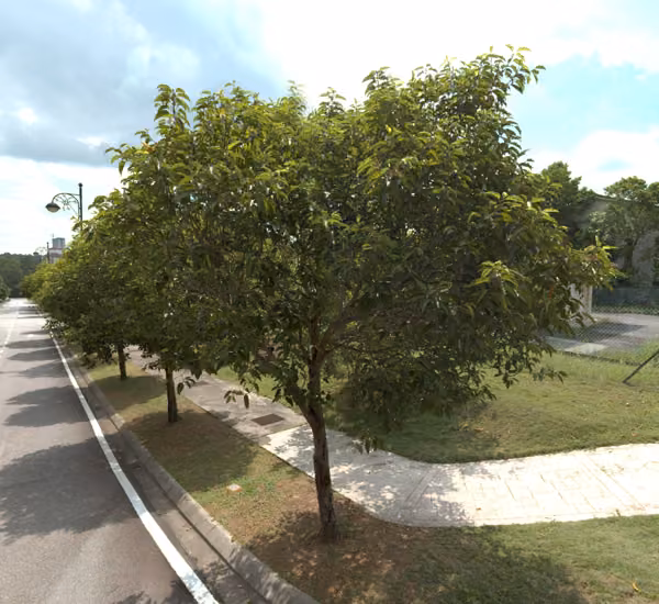 tree photo