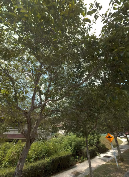 tree photo