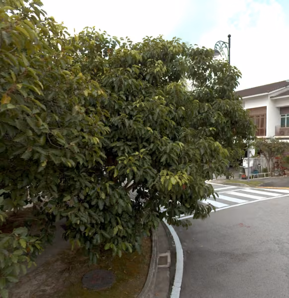 tree photo
