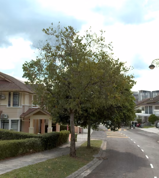 tree photo